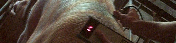 Alimentación de las cerdas durante la gestación