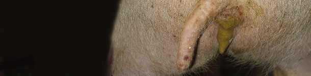 Causas de diarrea en cerdos por edades