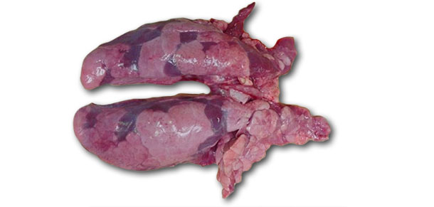 Pulmones del lechón de 10 semanas necropsiado.