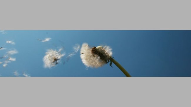 Calidad del aire en producción porcina (II)