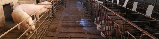 Cerdas en grupo y en jaulas