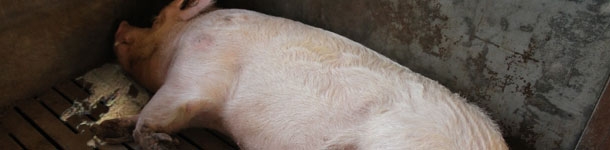 Causas de vómitos en cerdos por edades