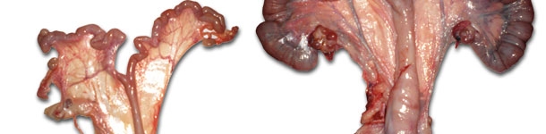 &Uacute;tero cerda Improvac y de cerda ib&eacute;rica entera