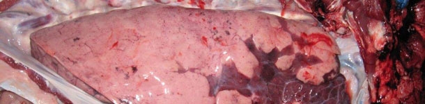 Causas de problemas respiratorios en cerdos por edades