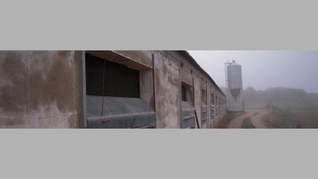 Explotación porcina