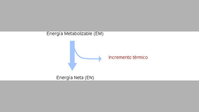 Energía Neta