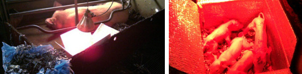 Lechones en la caja hipertérmica