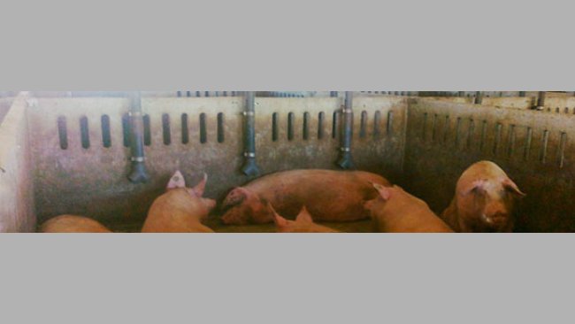 Caída de pienso directamente al suelo