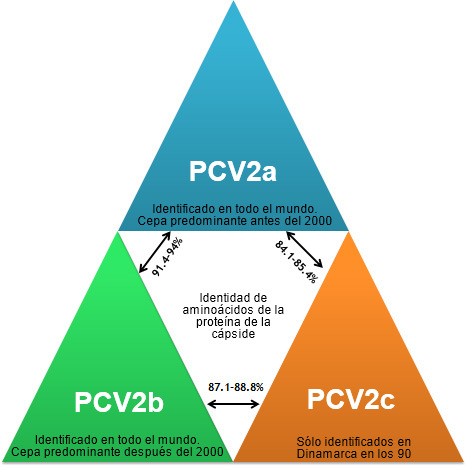 Principales genotipos de PCV2 y su relación en base a los genes de la cápside.