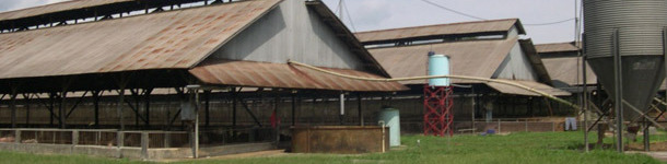 Naves de engorde típicas del sureste asiático