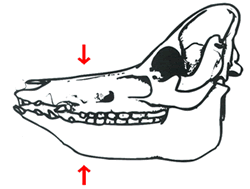 Rhinite-05-1