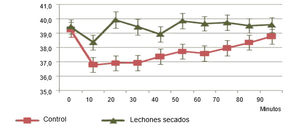 Evolución de la temperatura en lechones secados tras el parto o no