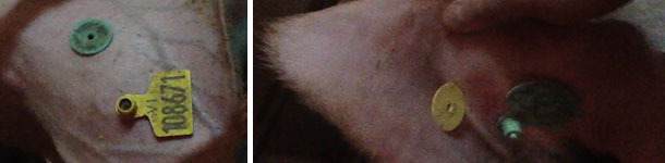 Identificamos la cerda con el número definitivo en 2 crotales