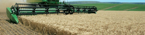 La cosecha ya está aquí