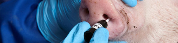 Toma de muestra por hisopado nasal.