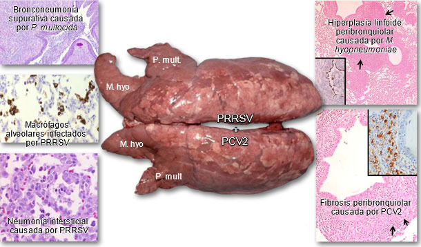 Pulmones de un cerdo afectado por PRDC