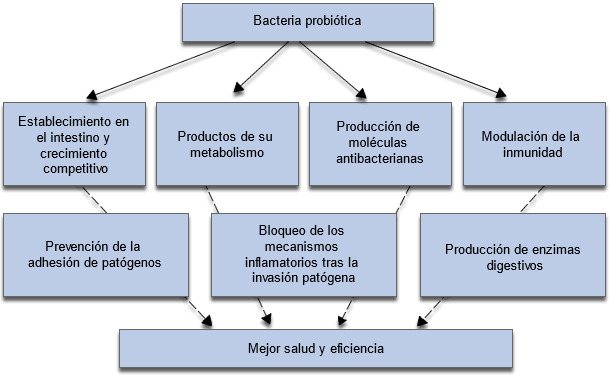 Mecanismos implicados en los efectos positivos de los probióticos sobre el crecimiento y salud de los animales