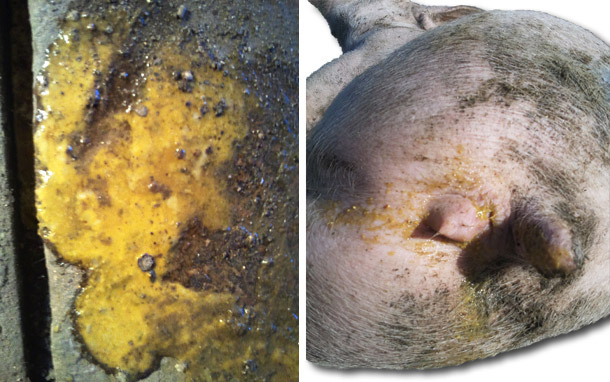 	Diarreas amarillenta con presencia de fibrina