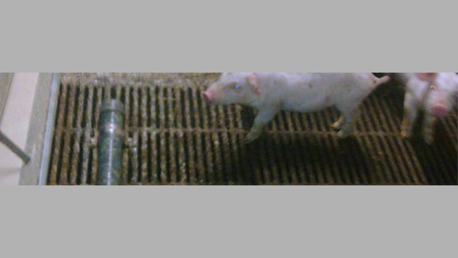 Tubería de PVC para evitar defecaciones en el comedero