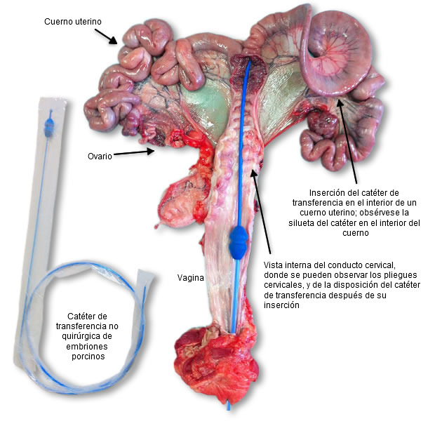 Aparato genital de una cerda