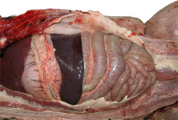 Esplenomegalia – forma aguda de la erisipela porcina.