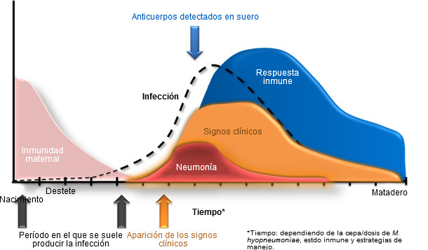 Dinámica de infección de Mycoplasma hyopneumoniae, signos clínicos y respuesta del hospedador. 