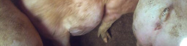 Cerdo afectado por un exceso de fermentaciones que proliferan dentro del animal