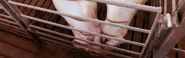 Contacto nariz-nariz entre cerdos