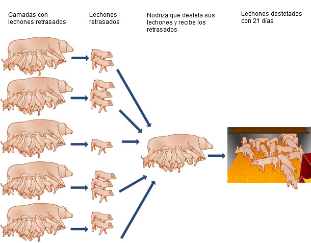 Nodriza para lechones sin mama