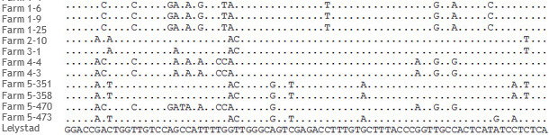 Fragmento del alineamiento de secuencias ORF5 de cepas de PRRSV de 5 granjas distintas.