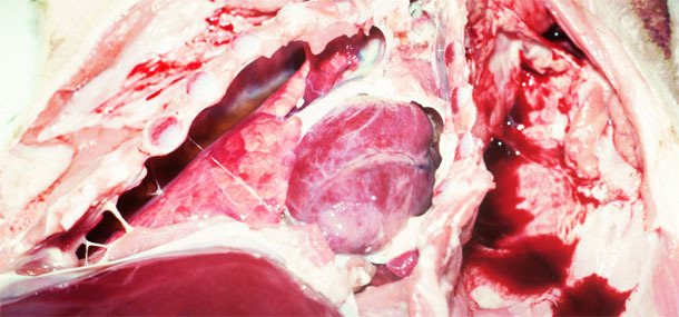 chronic fibrous pleurisy in a weaned pig