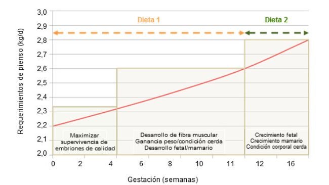 Prioridades en la alimentación de la cerda en gestación