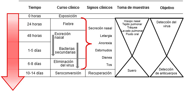 Toma de muestras dirigida a la detección y diagnóstico de la infección por el virus de la influenza A en cerdos