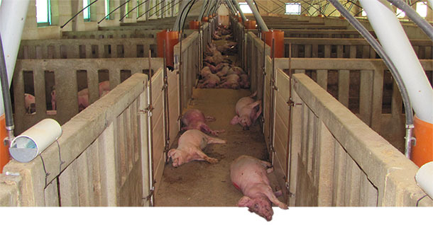 Cerdos muertos en la granja