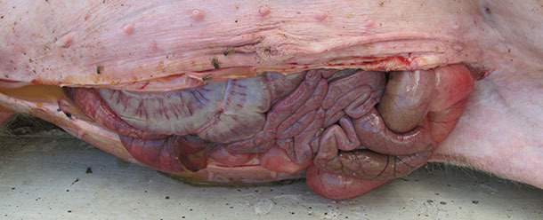 Congestión vascular en intestino delgado y grueso