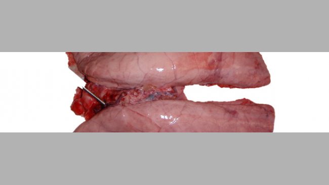Pulmón infectado experimentalmente con Mycoplasma hyopneumoniae.