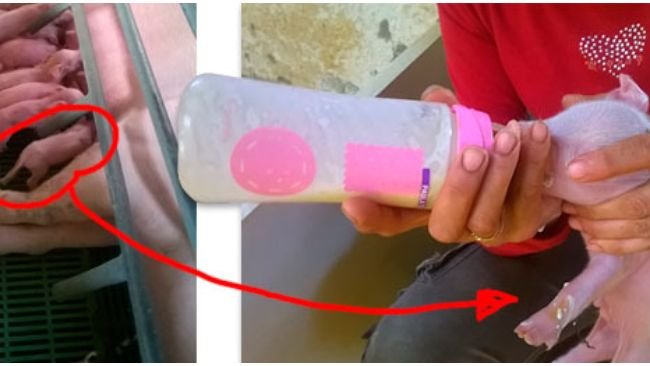 La operaria de partos dispone de más tiempo para encalostrar y cuidar a los lechones más débiles