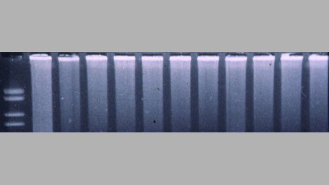 Figura 3. PCR fluorogénica para detectar PRRSV.
