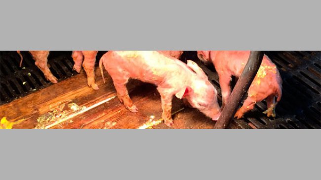 Diarrea amarillenta acuosa severa y deshidratación en lechones afectados por DEP