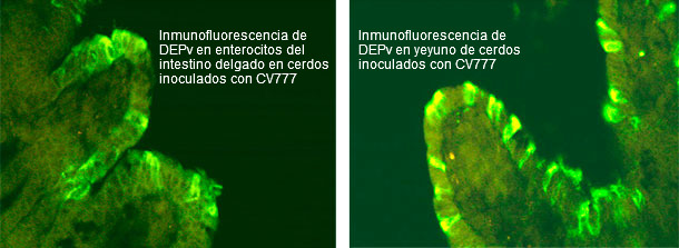 Inmunofluorescencia de DEPv en cerdos inoculados con CV777