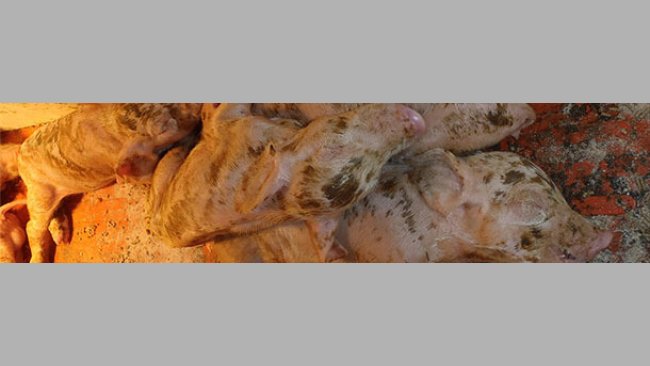 Diarrea severa, deshidratación y alta mortalidad en lechones