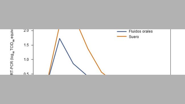 Resultados de qRT-PCR en suero y FO frente a PRRSV por semana postinoculación.