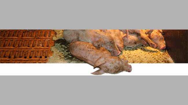 Lechones lactantes gravemente afectados por PEDV en una granja de producción de lechones en el sur de Alemania