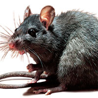 Rattus rattus
