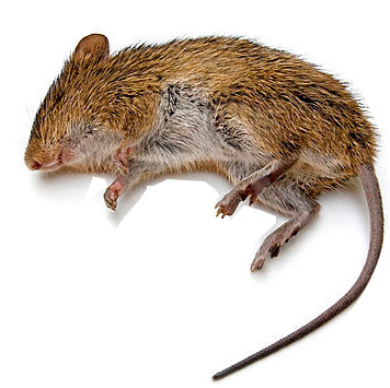 Ratón muerto