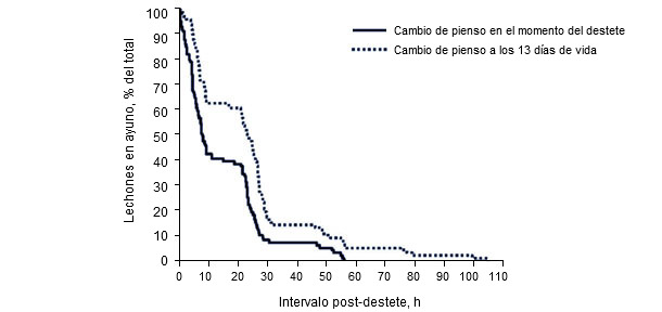 Horas transcurridas hasta que el lechón come tras el destete