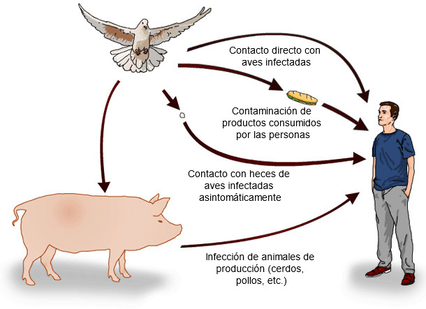 Posibles vías de transmisión de Salmonella spp. de las aves silvestres al hombre