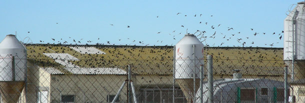 Presencia de una gran densidad de aves en una explotación porcina