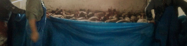 Uso de una lona de pl&aacute;stico para agrupar cerdos