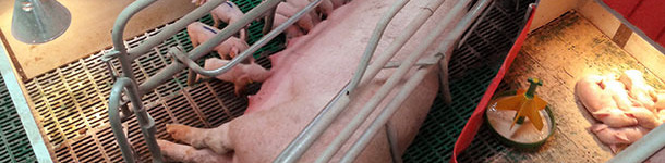 Sistema muy casero, mejorable, para lactación secuencial